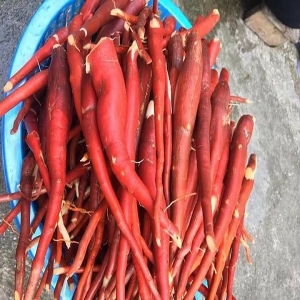Giá bán sâm cau đỏ tươi rừng tại tphcm