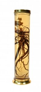 Giá bán Vỏ Bình thủy tinh ngâm rượu N18-38 Lít dạng bình trụ  tại tphcm